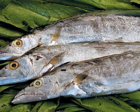 做刀鱼的方法家常(做刀鱼的做法),第2张 做刀鱼的方法家常(做刀鱼的做法),做刀鱼的方法家常(做刀鱼的做法),第2张