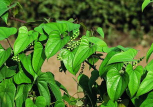 山药图片(山药图片 植物图片),第2张 山药图片(山药图片 植物图片),山药图片(山药图片 植物图片),第2张