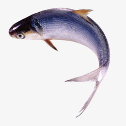 鱼类名称（100种常见鱼类名称）,鱼类名称（100种常见鱼类名称）,第3张