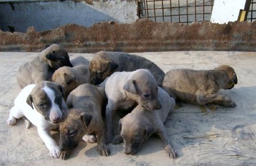 潍坊金宝车展(潍坊金宝车展2023最新时间表),第3张 潍坊金宝车展(潍坊金宝车展2023最新时间表),潍坊金宝车展(潍坊金宝车展2023最新时间表),第3张