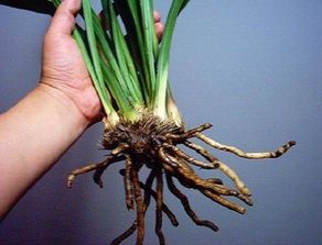 装修平台：如何让自己“星运照明”？——学习星座运势与成长建议,装修平台：如何让自己“星运照明”？——学习星座运势与成长建议,第3张