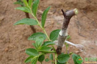 枣树嫁接(枣树嫁接出色的卓越的优异的杰出的时间及嫁接方法),第2张 枣树嫁接(枣树嫁接出色的卓越的优异的杰出的时间及嫁接方法),枣树嫁接(枣树嫁接出色的卓越的优异的杰出的时间及嫁接方法),第2张