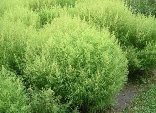 松针可以减肥吗（松针可以减肥吗百度百科）,松针可以减肥吗（松针可以减肥吗百度百科）,第2张