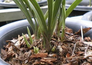 兰花的养殖方法和注意事项盆栽（兰花的养殖方法超详细入门篇）,兰花的养殖方法和注意事项盆栽（兰花的养殖方法超详细入门篇）,第2张