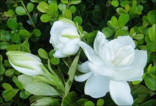 栀子花的养殖方法(栀子花的养殖方法和注意事项 盆栽),第3张 栀子花的养殖方法(栀子花的养殖方法和注意事项 盆栽),栀子花的养殖方法(栀子花的养殖方法和注意事项 盆栽),第3张