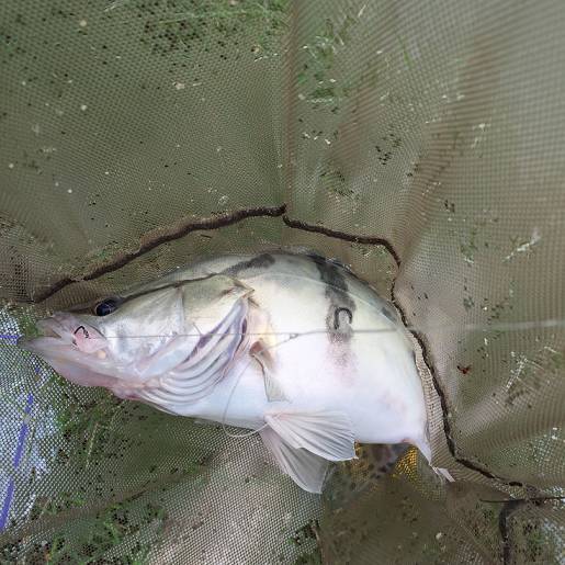 桂鱼怎么钓用什么饵料(桂鱼应该怎么钓),第2张 桂鱼怎么钓用什么饵料(桂鱼应该怎么钓),桂鱼怎么钓用什么饵料(桂鱼应该怎么钓),第2张