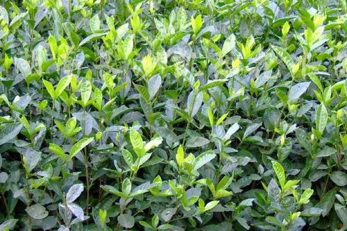 栀子花的养殖方法(栀子花的养殖方法和注意事项 盆栽),第2张 栀子花的养殖方法(栀子花的养殖方法和注意事项 盆栽),栀子花的养殖方法(栀子花的养殖方法和注意事项 盆栽),第2张