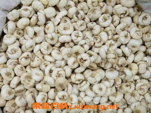 浙贝母的功效与作用(浙贝母的功效与作用图片),第3张 浙贝母的功效与作用(浙贝母的功效与作用图片),浙贝母的功效与作用(浙贝母的功效与作用图片),第3张