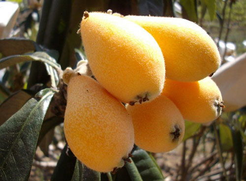 树梅(树梅水果功效与作用),第2张 树梅(树梅水果功效与作用),树梅(树梅水果功效与作用),第2张