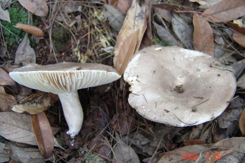 肉灵芝（肉灵芝事件里那个是什么东西）,肉灵芝（肉灵芝事件里那个是什么东西）,第2张