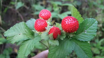 四人餐桌(四人餐桌椅尺寸),第3张 四人餐桌(四人餐桌椅尺寸),四人餐桌(四人餐桌椅尺寸),第3张