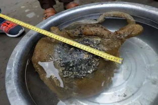 肉灵芝（肉灵芝事件里那个是什么东西）,肉灵芝（肉灵芝事件里那个是什么东西）,第1张