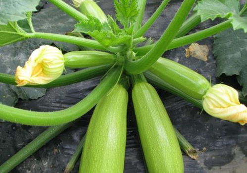 瓠瓜图片（瓠瓜图片瓢瓜的功效）,瓠瓜图片（瓠瓜图片瓢瓜的功效）,第3张