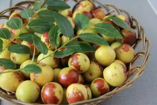 冬枣(冬枣几月份成熟上市),第2张 冬枣(冬枣几月份成熟上市),冬枣(冬枣几月份成熟上市),第2张