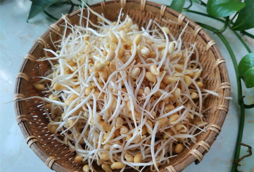 豆皮怎么做好吃又简单(干油豆皮怎么做好吃又简单),第1张 豆皮怎么做好吃又简单(干油豆皮怎么做好吃又简单),豆皮怎么做好吃又简单(干油豆皮怎么做好吃又简单),第1张