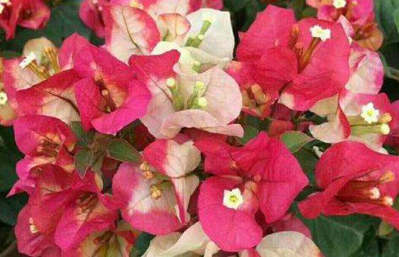 南京菲亚特论坛(南京菲亚特官网),第3张 南京菲亚特论坛(南京菲亚特官网),南京菲亚特论坛(南京菲亚特官网),第3张