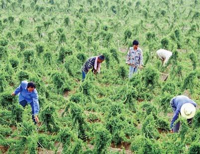 山药图片(山药图片 植物图片),第3张 山药图片(山药图片 植物图片),山药图片(山药图片 植物图片),第3张