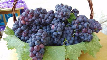 玫瑰糠疹图片(玫瑰糠疹图片 初期 后期 晚期),第2张 玫瑰糠疹图片(玫瑰糠疹图片 初期 后期 晚期),玫瑰糠疹图片(玫瑰糠疹图片 初期 后期 晚期),第2张