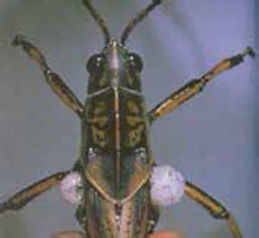 蚂蚱腿(蚂蚱腿上的刺有毒吗),第1张 蚂蚱腿(蚂蚱腿上的刺有毒吗),蚂蚱腿(蚂蚱腿上的刺有毒吗),第1张