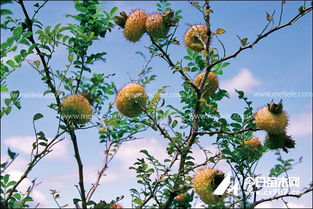 别墅设计:江阴金枫新城新房源即将上市,青果路待您光临,第3张 别墅设计:江阴金枫新城新房源即将上市,青果路待您光临,别墅设计:江阴金枫新城新房源即将上市,青果路待您光临,第3张