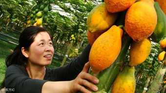 木瓜生吃和熟吃的区别(木瓜相克的三种水果),第1张 木瓜生吃和熟吃的区别(木瓜相克的三种水果),木瓜生吃和熟吃的区别(木瓜相克的三种水果),第1张