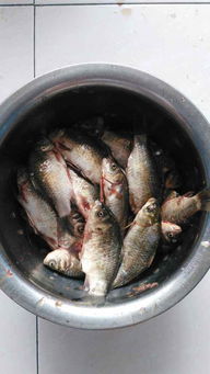 鄂尔多斯二手车(鄂尔多斯二手车落户政策),第2张 鄂尔多斯二手车(鄂尔多斯二手车落户政策),鄂尔多斯二手车(鄂尔多斯二手车落户政策),第2张