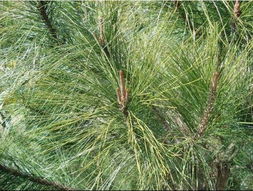 宝马新款5系(宝马新款5系北京车展),第2张 宝马新款5系(宝马新款5系北京车展),宝马新款5系(宝马新款5系北京车展),第2张