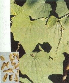 地龙骨(地龙骨别名),第1张 地龙骨(地龙骨别名),地龙骨(地龙骨别名),第1张