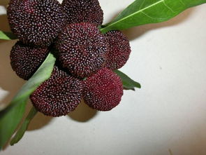 杨梅几月份成熟(东魁杨梅几月份成熟),第1张 杨梅几月份成熟(东魁杨梅几月份成熟),杨梅几月份成熟(东魁杨梅几月份成熟),第1张