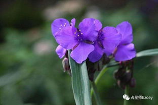 小春花（小春花草药的功效与作用）,小春花（小春花草药的功效与作用）,第3张