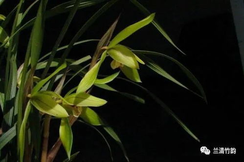 兰花的养殖方法和注意事项盆栽（兰花的养殖方法超详细入门篇）,兰花的养殖方法和注意事项盆栽（兰花的养殖方法超详细入门篇）,第3张