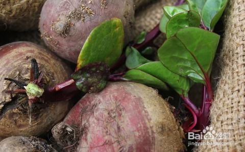 甜菜根图片（甜菜根图片大全大图）,甜菜根图片（甜菜根图片大全大图）,第3张