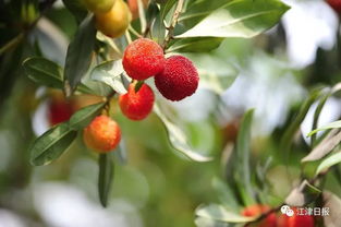杨梅几月份成熟(东魁杨梅几月份成熟),第3张 杨梅几月份成熟(东魁杨梅几月份成熟),杨梅几月份成熟(东魁杨梅几月份成熟),第3张