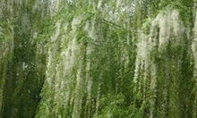 柳树靠什么传播种子的(柳树靠什么传播种子的答案),第3张 柳树靠什么传播种子的(柳树靠什么传播种子的答案),柳树靠什么传播种子的(柳树靠什么传播种子的答案),第3张