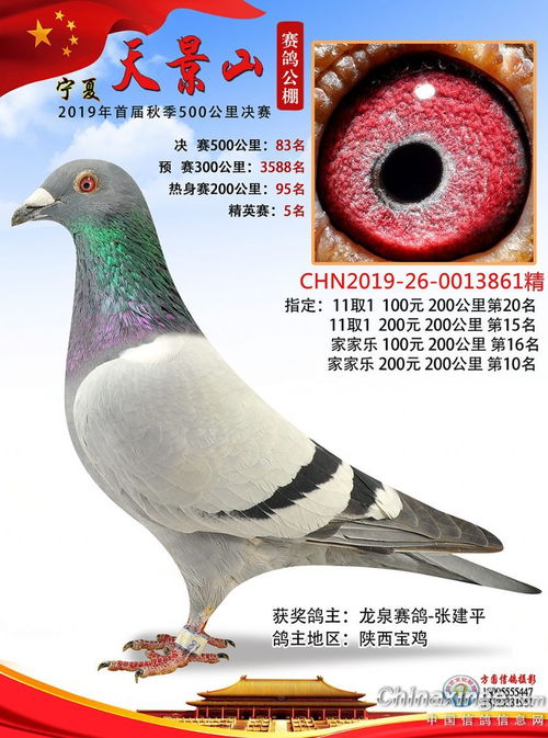 顺达(顺达赛鸽公棚秋棚),第1张 顺达(顺达赛鸽公棚秋棚),顺达(顺达赛鸽公棚秋棚),第1张