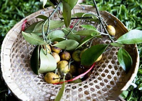 茶树菇多少钱一斤(茶树菇多少钱一斤市场价),第2张 茶树菇多少钱一斤(茶树菇多少钱一斤市场价),茶树菇多少钱一斤(茶树菇多少钱一斤市场价),第2张