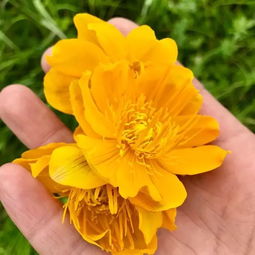 大虾的做法简单(大虾的做法简单好吃家常菜),第3张 大虾的做法简单(大虾的做法简单好吃家常菜),大虾的做法简单(大虾的做法简单好吃家常菜),第3张