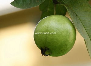 佛手的功效与作用（佛手的功效与作用禁忌）,佛手的功效与作用（佛手的功效与作用禁忌）,第2张