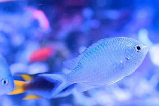 鱼类(鱼类都是哑巴他们都不会发出声音),第1张 鱼类(鱼类都是哑巴他们都不会发出声音),鱼类(鱼类都是哑巴他们都不会发出声音),第1张