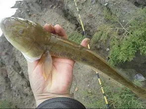 狼牙鰕虎鱼(狼牙鰕虎鱼能吃吗),第1张 狼牙鰕虎鱼(狼牙鰕虎鱼能吃吗),狼牙鰕虎鱼(狼牙鰕虎鱼能吃吗),第1张