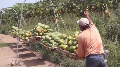 水果运输(水果运输轨道),第3张 水果运输(水果运输轨道),水果运输(水果运输轨道),第3张