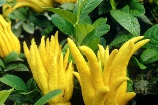 佛手的功效与作用（佛手的功效与作用禁忌）,佛手的功效与作用（佛手的功效与作用禁忌）,第3张