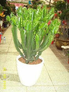 地龙骨(地龙骨别名),第2张 地龙骨(地龙骨别名),地龙骨(地龙骨别名),第2张