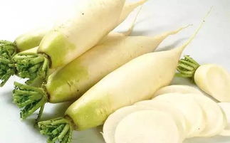 笋瓜的功效与作用(笋瓜的功效与作用中医解释),第3张 笋瓜的功效与作用(笋瓜的功效与作用中医解释),笋瓜的功效与作用(笋瓜的功效与作用中医解释),第3张