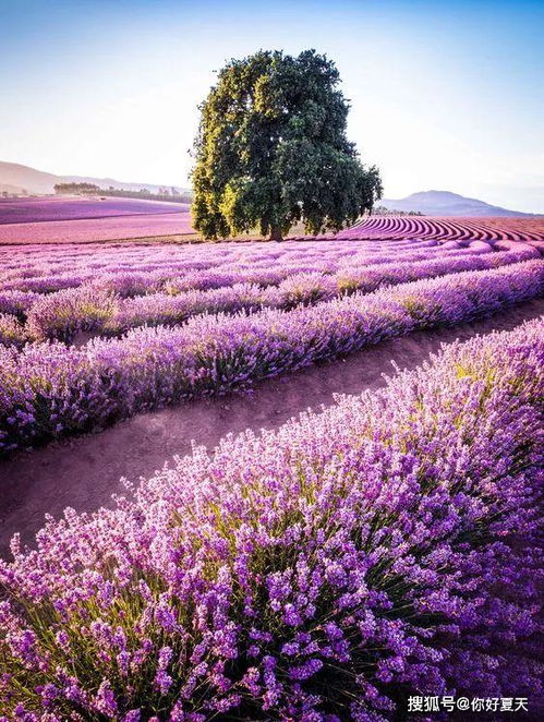 薰衣草产地(薰衣草产地排名),第2张 薰衣草产地(薰衣草产地排名),薰衣草产地(薰衣草产地排名),第2张