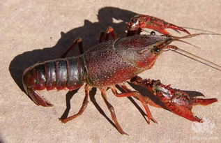 小龙虾在家怎么做好吃(小龙虾怎么做才最好吃),第1张 小龙虾在家怎么做好吃(小龙虾怎么做才最好吃),小龙虾在家怎么做好吃(小龙虾怎么做才最好吃),第1张