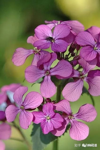 天仙花(天仙花图片),第2张 天仙花(天仙花图片),天仙花(天仙花图片),第2张