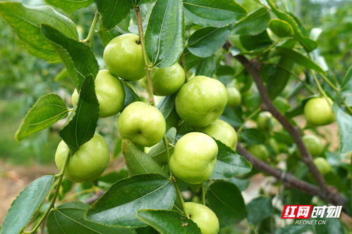 冬枣(冬枣几月份成熟上市),第3张 冬枣(冬枣几月份成熟上市),冬枣(冬枣几月份成熟上市),第3张