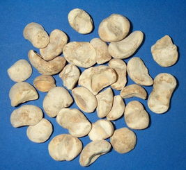 浙贝母的功效与作用(浙贝母的功效与作用图片),第1张 浙贝母的功效与作用(浙贝母的功效与作用图片),浙贝母的功效与作用(浙贝母的功效与作用图片),第1张