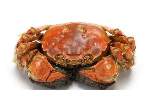 大闸蟹的保存方法（大闸蟹的保存方法都有哪些呢）,大闸蟹的保存方法（大闸蟹的保存方法都有哪些呢）,第2张